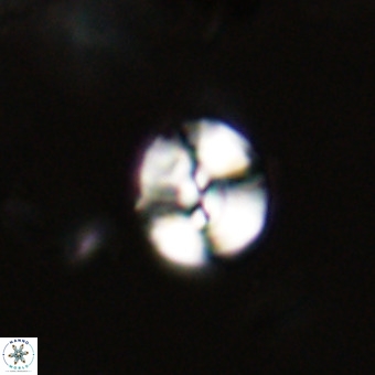 Watznaueria paenepelagicus VR 23239