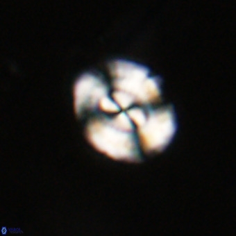 Watznaueria paenepelagicus VR 23488