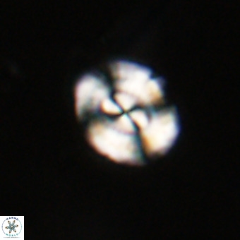 Watznaueria paenepelagicus VR 23488