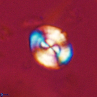 Watznaueria paenepelagicus VR 23489