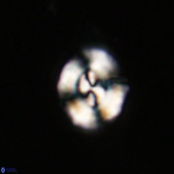 Watznaueria paenepelagicus VR 23492