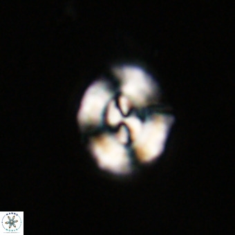 Watznaueria paenepelagicus VR 23492