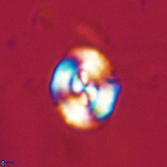 Watznaueria paenepelagicus VR 23494