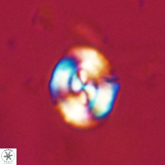 Watznaueria paenepelagicus VR 23494