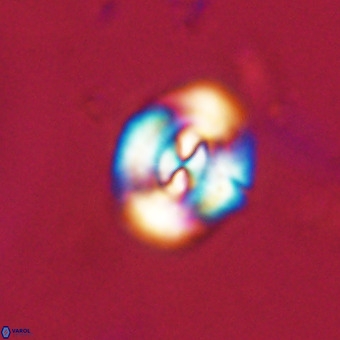 Watznaueria paenepelagicus VR 23495