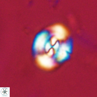Watznaueria paenepelagicus VR 23495