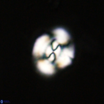 Watznaueria paenepelagicus VR 23496