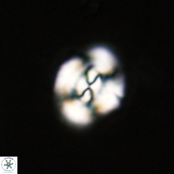 Watznaueria paenepelagicus VR 23496