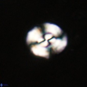 Watznaueria paenepelagicus VR 23497