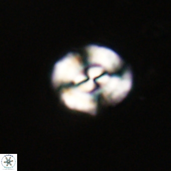 Watznaueria paenepelagicus VR 23497
