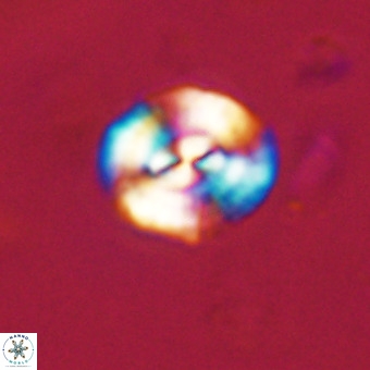 Watznaueria paenepelagicus VR 23498