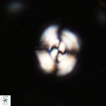 Watznaueria paenepelagicus VR 23501