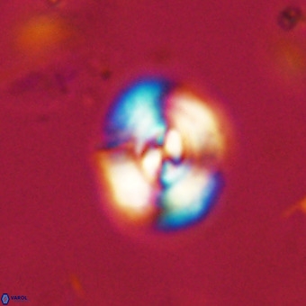 Watznaueria paenepelagicus VR 23502