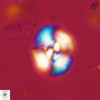Watznaueria paenepelagicus VR 23502