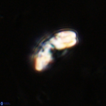 Watznaueria paenepelagicus VR 23504