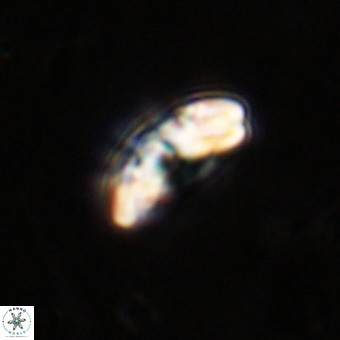 Watznaueria paenepelagicus VR 23504