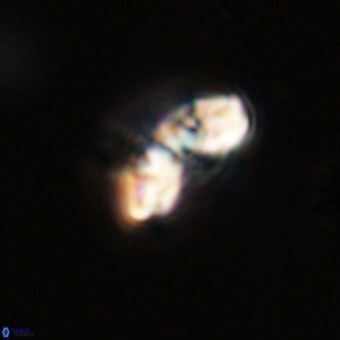 Watznaueria paenepelagicus VR 23507
