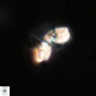 Watznaueria paenepelagicus VR 23507
