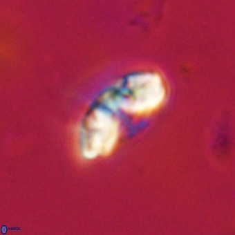 Watznaueria paenepelagicus VR 23508