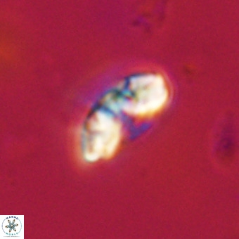 Watznaueria paenepelagicus VR 23508