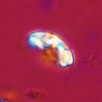 Watznaueria paenepelagicus VR 23509