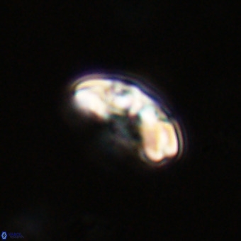 Watznaueria paenepelagicus VR 23510