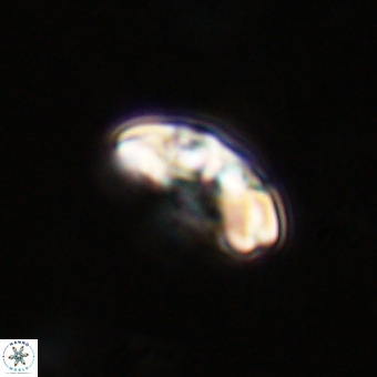 Watznaueria paenepelagicus VR 23510