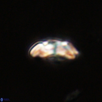 Watznaueria paenepelagicus VR 23511