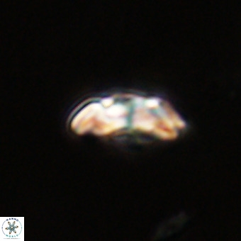 Watznaueria paenepelagicus VR 23511
