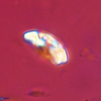 Watznaueria paenepelagicus VR 23518