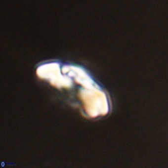 Watznaueria paenepelagicus VR 23519