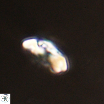 Watznaueria paenepelagicus VR 23519