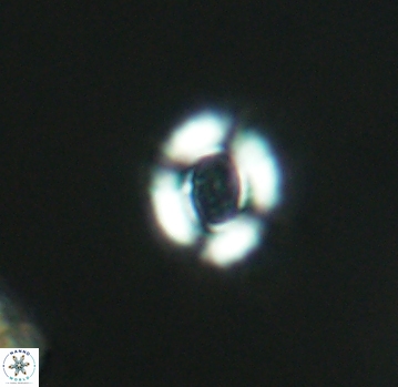 Watznaueria rawsonii 2790