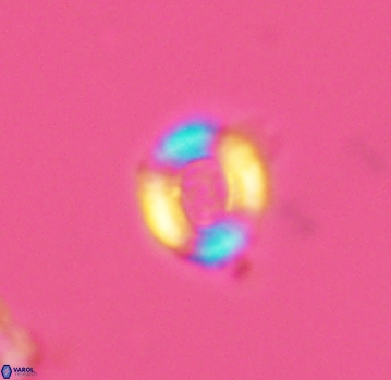 Watznaueria rawsonii 2791