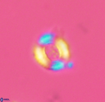 Watznaueria rawsonii 2792