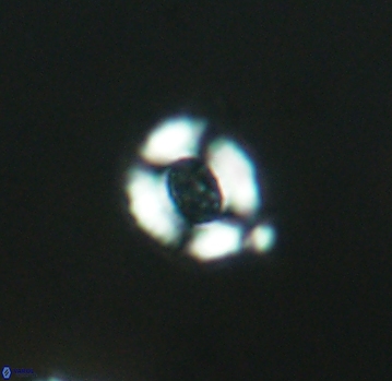 Watznaueria rawsonii 2793