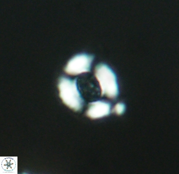 Watznaueria rawsonii 2793
