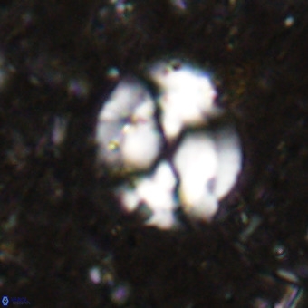 Watznaueria sp VR 21372