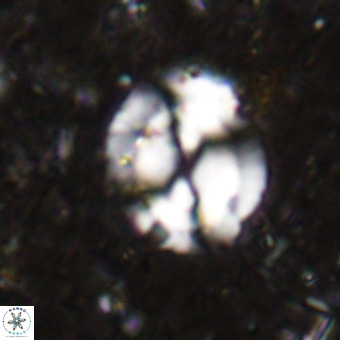 Watznaueria sp VR 21372