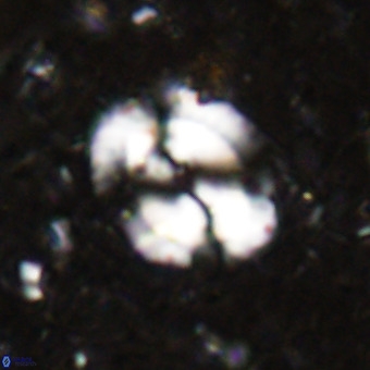 Watznaueria sp VR 21374