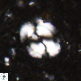 Watznaueria sp VR 21374