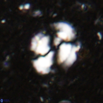 Watznaueria sp VR 21377