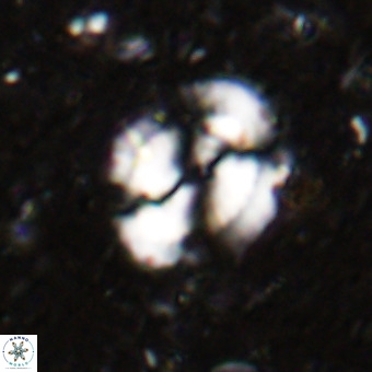 Watznaueria sp VR 21377