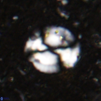 Watznaueria sp VR 21378