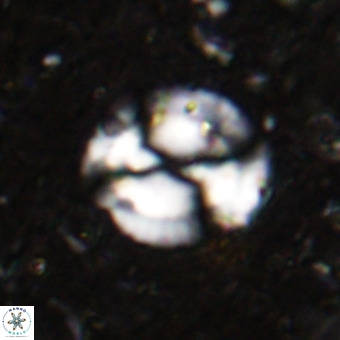 Watznaueria sp VR 21378