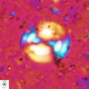 Watznaueria sp VR 21379