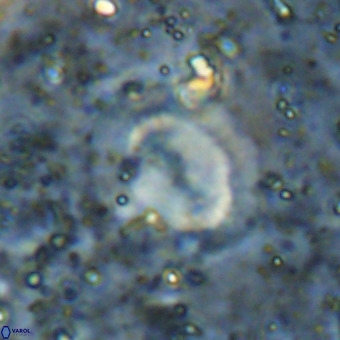 Watznaueria sp VR 21380