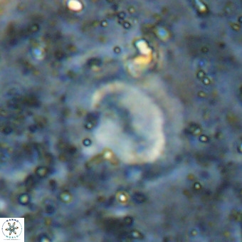 Watznaueria sp VR 21380