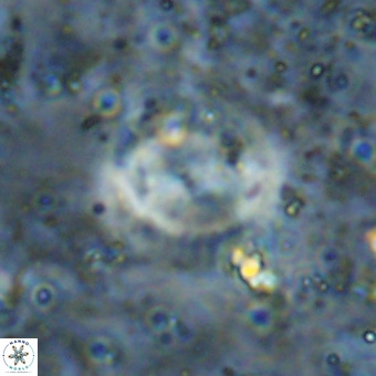 Watznaueria sp VR 21382