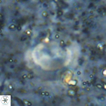 Watznaueria sp VR 21384